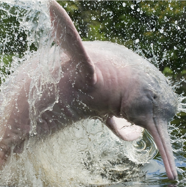 Amazonas Klima gefährde Delphin